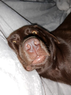 my chocolate lab