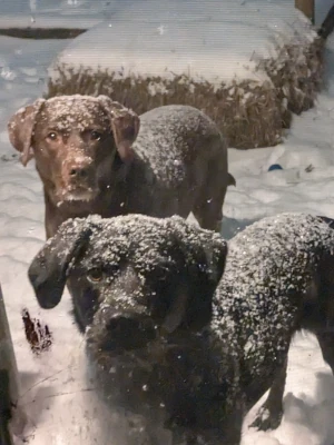 Coco and Pepper