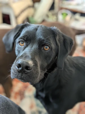 My black lab